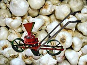 Ручная сеялка для чеснока