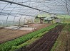 Парогенератор для дезинфекции почвы в теплицах