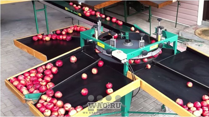 Сортировочная линия для яблок, груш, помидор и др. круглых плодов Воронеж - изображение 1