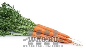 Семена моркови столовой Rijk Zwaan Райк Цваан Вармия / Warmia RZ Воронеж - изображение 1