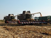 Жатки для уборки кукурузы Dominoni