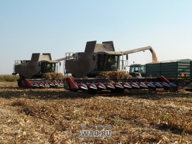 Жатки для уборки кукурузы Dominoni Воронеж - изображение 1