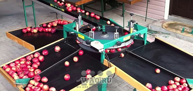 Сортировочная линия для яблок, груш, помидор и др. круглых плодов Про Воронеж - изображение 1