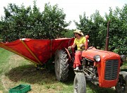 Машина для сбора фруктов с косточкой (слива, вишня, маслина, фундук…)