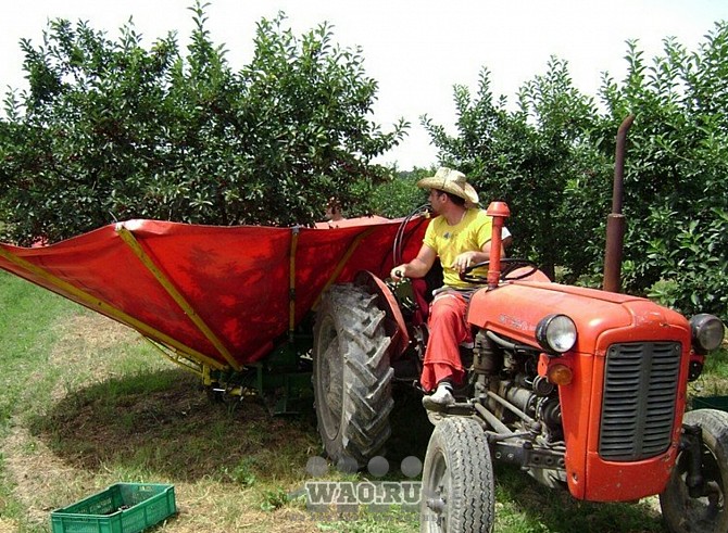 Машина для сбора фруктов с косточкой (слива, вишня, маслина, фундук…) Воронеж - изображение 1