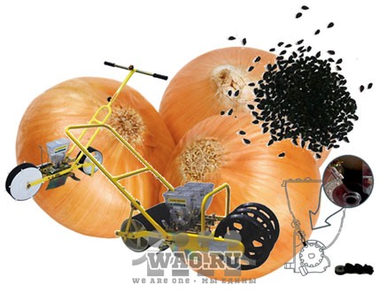 Ручная сеялка для лука, лука-севка Воронеж - изображение 1