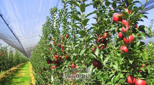 Противоградовые сетки Воронеж - изображение 1