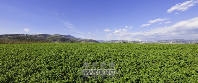 Люцерна семена, люцерна сено Воронеж - изображение 1